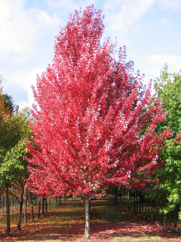 Redpointe Red Maple